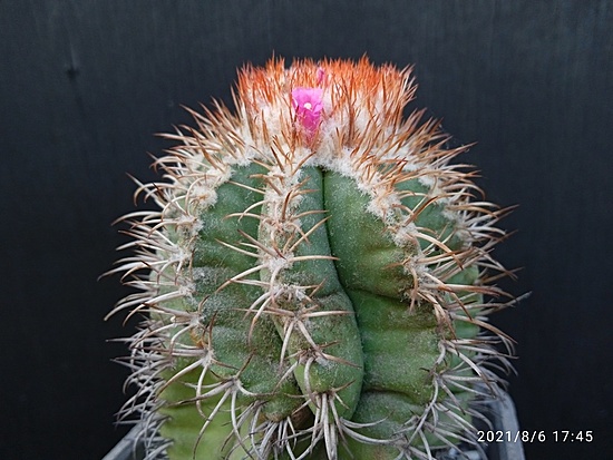 Нажмите на изображение для увеличения.

Название:	Melocactus matanzanus 4.002.jpg
Просмотров:	435
Размер:	174.6 Кб
ID:	501636