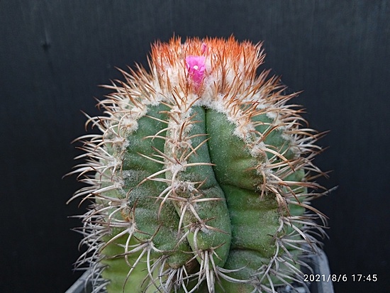 Нажмите на изображение для увеличения.

Название:	Melocactus matanzanus 4.002.jpg
Просмотров:	415
Размер:	174.6 Кб
ID:	501636