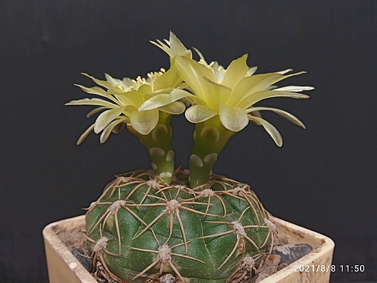 Нажмите на изображение для увеличения.

Название:	Gymnocalycium netreleanum 2.002.jpg
Просмотров:	498
Размер:	141.2 Кб
ID:	501735