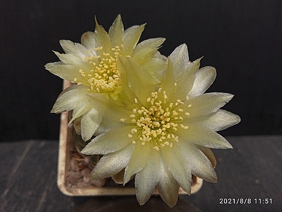 Нажмите на изображение для увеличения.

Название:	Gymnocalycium netreleanum 2.003.jpg
Просмотров:	496
Размер:	143.4 Кб
ID:	501736