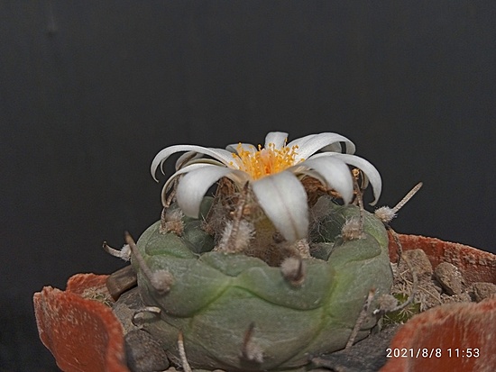 Нажмите на изображение для увеличения.

Название:	Turbinicarpus polaskii 3.002.jpg
Просмотров:	505
Размер:	128.5 Кб
ID:	501737