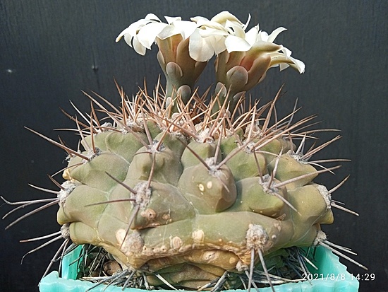 Нажмите на изображение для увеличения.  Название:	Gymnocalycium intertextum 2.006.jpg Просмотров:	0 Размер:	186.9 Кб ID:	501764