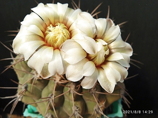 Нажмите на изображение для увеличения.  Название:	Gymnocalycium intertextum 2.007.jpg Просмотров:	0 Размер:	138.2 Кб ID:	501765