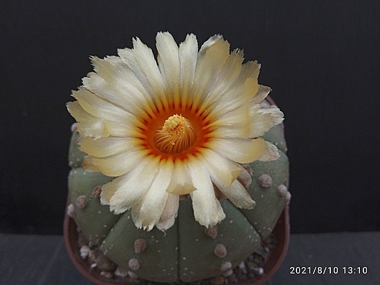 Нажмите на изображение для увеличения.

Название:	Astrophytum asterias fa.nudum 2.005.jpg
Просмотров:	507
Размер:	117.4 Кб
ID:	501936