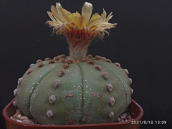 Нажмите на изображение для увеличения.

Название:	Astrophytum asterias fa.nudum 2.004.jpg
Просмотров:	495
Размер:	131.9 Кб
ID:	501937