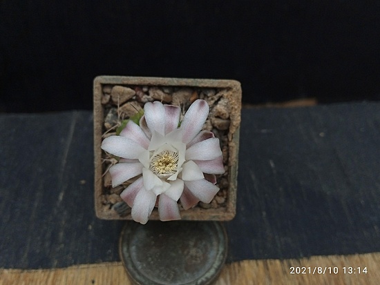 Нажмите на изображение для увеличения.

Название:	Gymnocalycium anisitsi ssp.volkeri VoS 01-39 2.008.jpg
Просмотров:	496
Размер:	103.8 Кб
ID:	501938