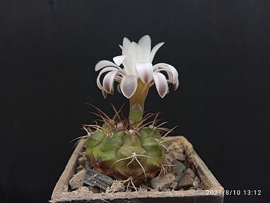 Нажмите на изображение для увеличения.

Название:	Gymnocalycium anisitsi ssp.volkeri VoS 01-39 2.007.jpg
Просмотров:	496
Размер:	123.2 Кб
ID:	501939