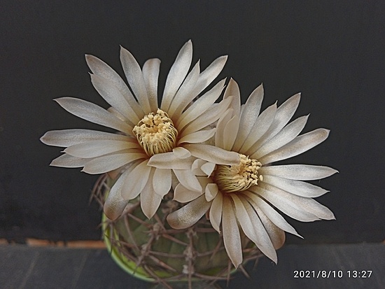 Нажмите на изображение для увеличения.

Название:	Gymnocalycium piltziorum 005.jpg
Просмотров:	502
Размер:	135.4 Кб
ID:	501942