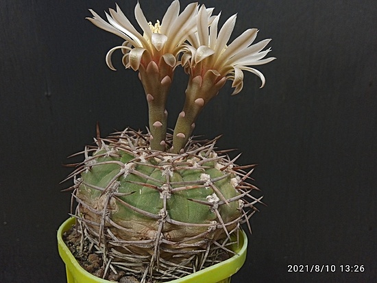 Нажмите на изображение для увеличения.

Название:	Gymnocalycium piltziorum 004.jpg
Просмотров:	499
Размер:	154.3 Кб
ID:	501943