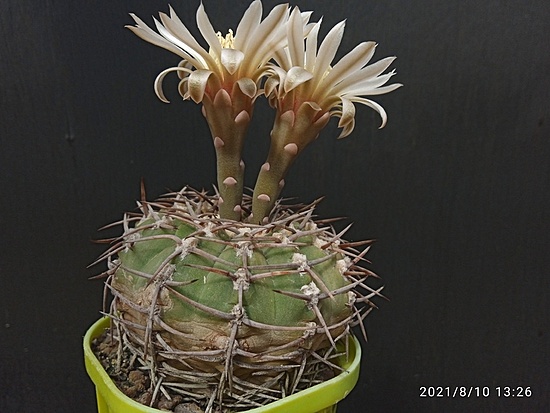 Нажмите на изображение для увеличения.

Название:	Gymnocalycium piltziorum 004.jpg
Просмотров:	487
Размер:	154.3 Кб
ID:	501943