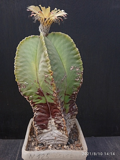 Нажмите на изображение для увеличения.

Название:	Astrophytum myriostigma sv.glabrum 004.jpg
Просмотров:	1627
Размер:	152.9 Кб
ID:	501952