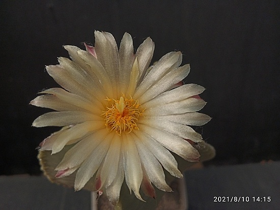Нажмите на изображение для увеличения.

Название:	Astrophytum myriostigma sv.glabrum 005.jpg
Просмотров:	1632
Размер:	124.2 Кб
ID:	501953