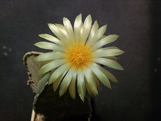 Нажмите на изображение для увеличения.

Название:	Astrophytum myriostigma sv.glabrum 003.jpg
Просмотров:	1638
Размер:	157.0 Кб
ID:	501955