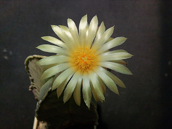 Нажмите на изображение для увеличения.

Название:	Astrophytum myriostigma sv.glabrum 003.jpg
Просмотров:	1540
Размер:	157.0 Кб
ID:	501955