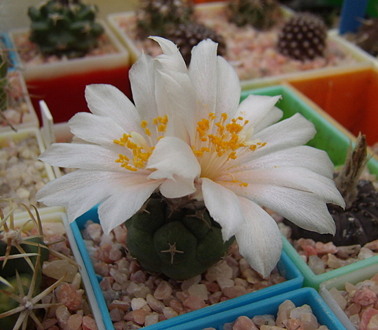 Нажмите на изображение для увеличения.

Название:	Turbinicarpus lophophoroides.jpg
Просмотров:	411
Размер:	157.0 Кб
ID:	501999