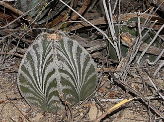 Нажмите на изображение для увеличения.  Название:	astrophytum-myriostigma-tamaulipas-foto-karel-slajs.jpg Просмотров:	0 Размер:	89.9 Кб ID:	502008