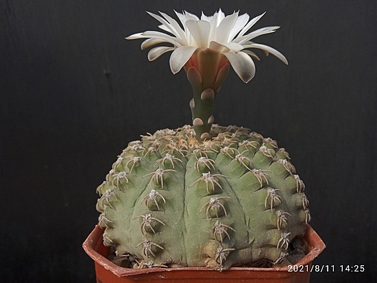Нажмите на изображение для увеличения.

Название:	Gymnocalycium quehlianum v.flavispinum 006.jpg
Просмотров:	1563
Размер:	139.1 Кб
ID:	502037