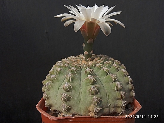 Нажмите на изображение для увеличения.

Название:	Gymnocalycium quehlianum v.flavispinum 006.jpg
Просмотров:	1461
Размер:	139.1 Кб
ID:	502037