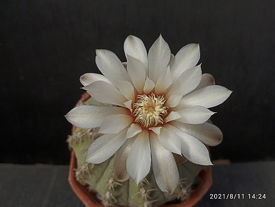 Нажмите на изображение для увеличения.

Название:	Gymnocalycium quehlianum v.flavispinum 005.jpg
Просмотров:	1563
Размер:	117.9 Кб
ID:	502038