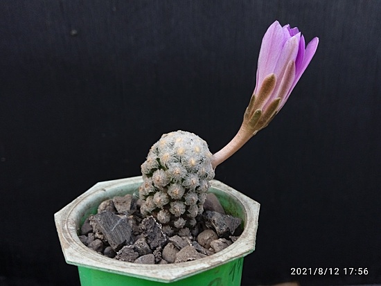 Нажмите на изображение для увеличения.

Название:	Mammillaria theresae 4. 001a.jpg
Просмотров:	422
Размер:	113.9 Кб
ID:	502210