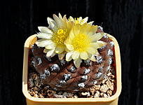 Нажмите на изображение для увеличения.

Название:	Copiapoa hypogaea.jpg
Просмотров:	598
Размер:	196.2 Кб
ID:	502332