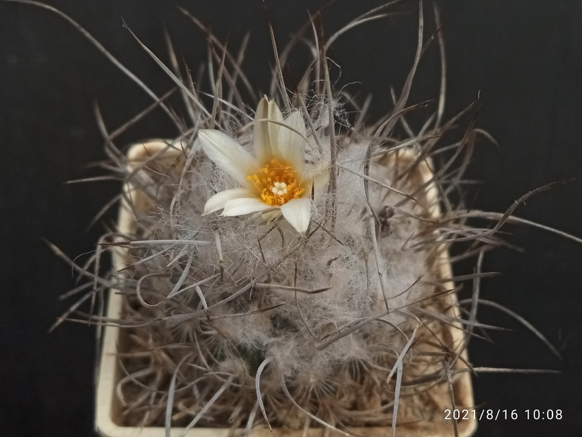 Нажмите на изображение для увеличения.

Название:	Turbinicarpus dickisoniae 2.007.jpg
Просмотров:	507
Размер:	154.0 Кб
ID:	502366