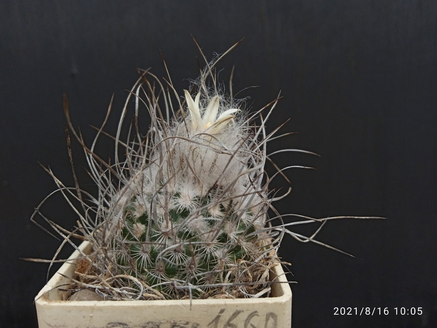 Нажмите на изображение для увеличения.

Название:	Turbinicarpus dickisoniae 2.006.jpg
Просмотров:	503
Размер:	166.9 Кб
ID:	502367