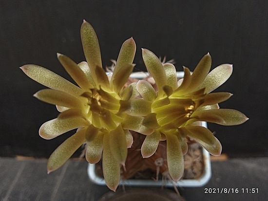 Нажмите на изображение для увеличения.

Название:	Gymnocalycium mihanovichii 006.jpg
Просмотров:	1419
Размер:	122.6 Кб
ID:	502386