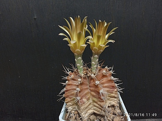 Нажмите на изображение для увеличения.

Название:	Gymnocalycium mihanovichii 005.jpg
Просмотров:	1430
Размер:	147.7 Кб
ID:	502385
