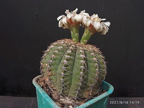 Нажмите на изображение для увеличения.

Название:	Gymnocalycium stellatum 004.jpg
Просмотров:	1408
Размер:	151.4 Кб
ID:	502397
