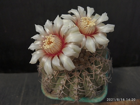 Нажмите на изображение для увеличения.

Название:	Gymnocalycium stellatum 005.jpg
Просмотров:	1303
Размер:	129.4 Кб
ID:	502398