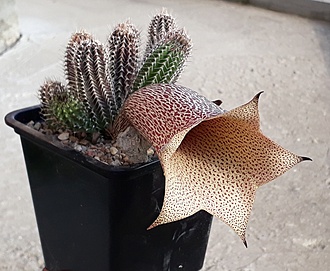 Нажмите на изображение для увеличения.

Название:	Tavaresia grandiflora 1.jpg
Просмотров:	569
Размер:	204.8 Кб
ID:	502486