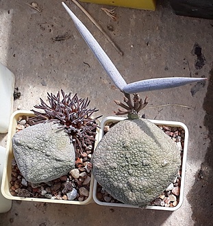 Нажмите на изображение для увеличения.

Название:	Pseudolithos cubiformis.jpg
Просмотров:	528
Размер:	293.1 Кб
ID:	502487