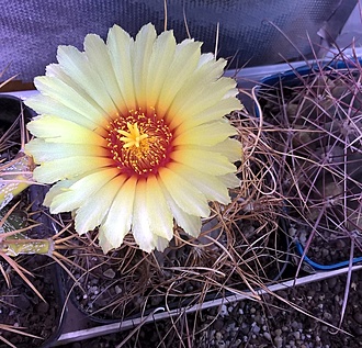Нажмите на изображение для увеличения.

Название:	senilis aureum.jpg
Просмотров:	474
Размер:	301.7 Кб
ID:	502534