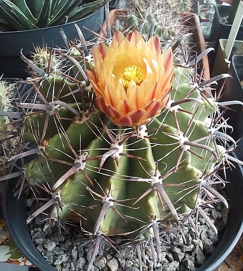Нажмите на изображение для увеличения.

Название:	Ferocactus horridus 1991-2021.jpg
Просмотров:	1334
Размер:	306.8 Кб
ID:	502597
