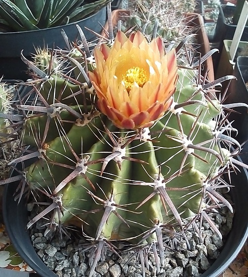 Нажмите на изображение для увеличения.

Название:	Ferocactus horridus 1991-2021.jpg
Просмотров:	1227
Размер:	306.8 Кб
ID:	502597