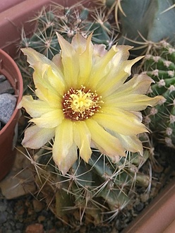 Нажмите на изображение для увеличения.

Название:	IMG_20210824_133028.jpg
Просмотров:	470
Размер:	171.9 Кб
ID:	502921