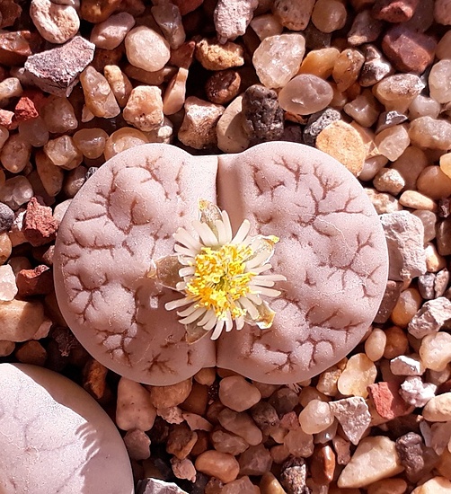 Нажмите на изображение для увеличения.

Название:	Lithops gracilidelineata ssp. gracilidelineata v. waldroniae 'Fritz’s White Lady' C189A.jpg
Просмотров:	855
Размер:	279.6 Кб
ID:	503226