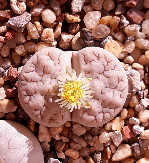 Нажмите на изображение для увеличения.

Название:	Lithops gracilidelineata ssp. gracilidelineata v. waldroniae 'Fritz’s White Lady' C189A.jpg
Просмотров:	806
Размер:	279.6 Кб
ID:	503226