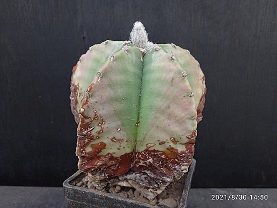 Нажмите на изображение для увеличения.

Название:	Astrophytum myriostigma fa.nudum 00.jpg
Просмотров:	1903
Размер:	141.9 Кб
ID:	503255