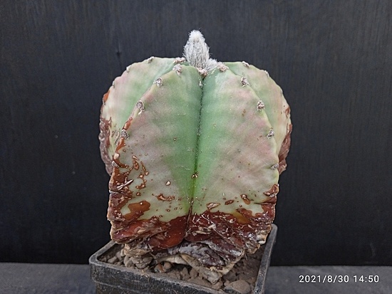 Нажмите на изображение для увеличения.

Название:	Astrophytum myriostigma fa.nudum 00.jpg
Просмотров:	1742
Размер:	141.9 Кб
ID:	503255