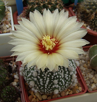 Нажмите на изображение для увеличения.

Название:	Astrophytum asterias cv. hanazono2.jpg
Просмотров:	368
Размер:	175.8 Кб
ID:	503309