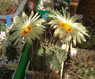 Нажмите на изображение для увеличения.

Название:	Astrophytum crassispinum1.jpg
Просмотров:	341
Размер:	241.5 Кб
ID:	503310