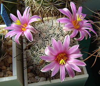 Нажмите на изображение для увеличения.

Название:	Mammillaria boolii.jpg
Просмотров:	372
Размер:	225.8 Кб
ID:	503315