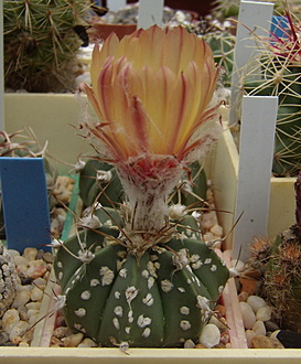 Нажмите на изображение для увеличения.

Название:	Astrophytum hybr1.jpg
Просмотров:	350
Размер:	202.8 Кб
ID:	503317