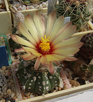 Нажмите на изображение для увеличения.

Название:	Astrophytum hybr..jpg
Просмотров:	345
Размер:	217.0 Кб
ID:	503318