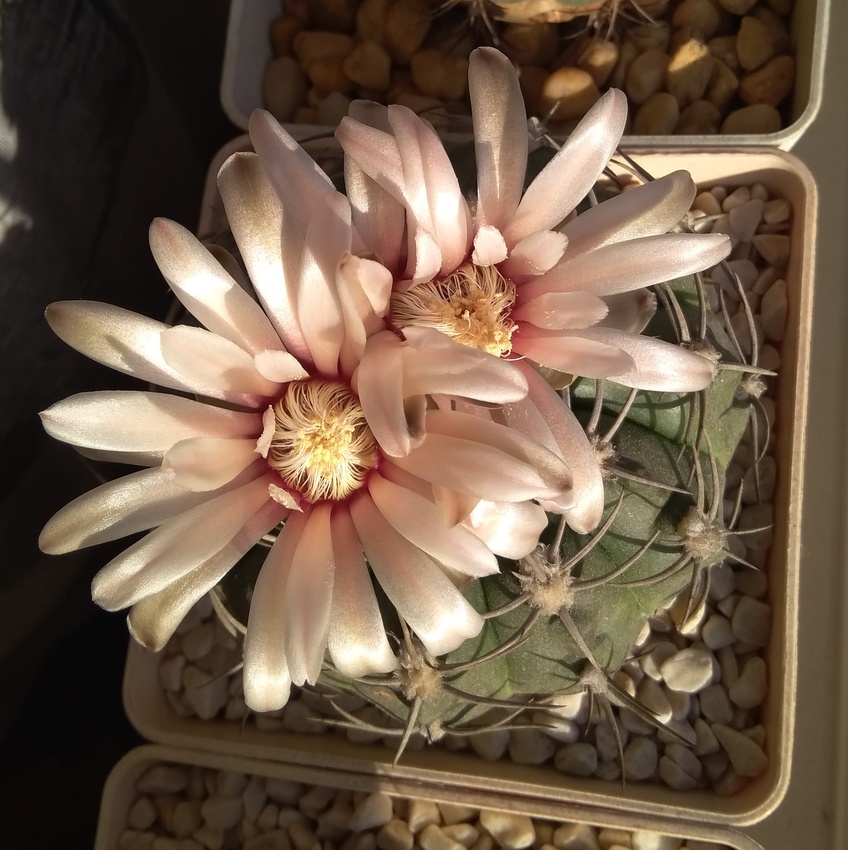 Нажмите на изображение для увеличения.

Название:	Gymnocalycium ssp..jpg
Просмотров:	1282
Размер:	230.4 Кб
ID:	503378