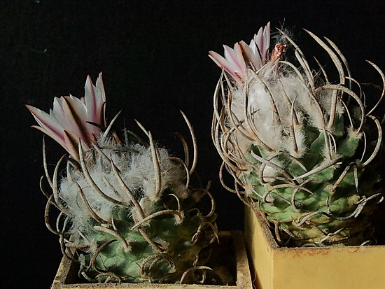 Нажмите на изображение для увеличения.

Название:	Turbinicarpus schmiedickeanus S 3  002.jpg
Просмотров:	1302
Размер:	205.7 Кб
ID:	503562