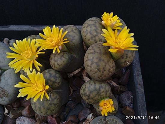 Нажмите на изображение для увеличения.

Название:	Lithops insularis 009.jpg
Просмотров:	625
Размер:	157.0 Кб
ID:	503841