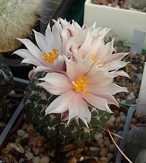 Нажмите на изображение для увеличения.

Название:	Ariocarpus kotschoubeyanus Rio Verde1.jpg
Просмотров:	680
Размер:	189.8 Кб
ID:	503866